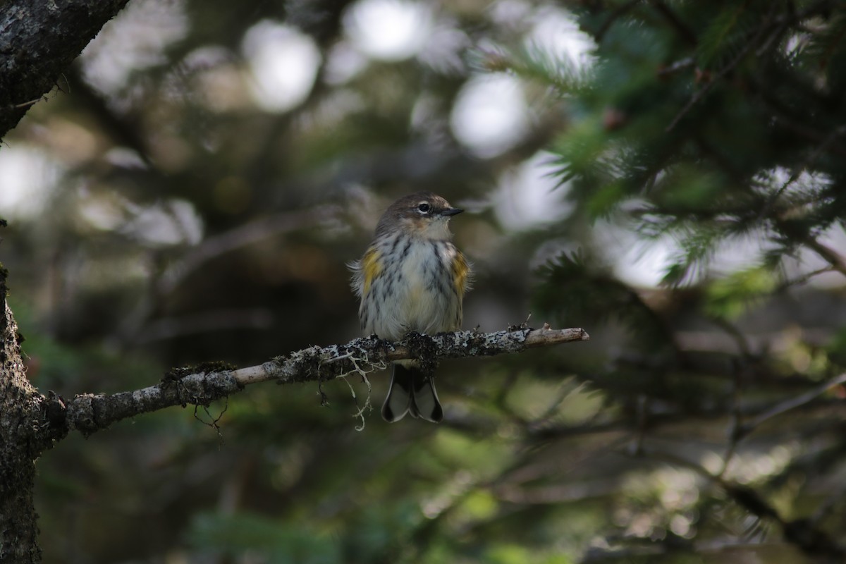 Yellow-rumped Warbler (Myrtle) - ML253955991