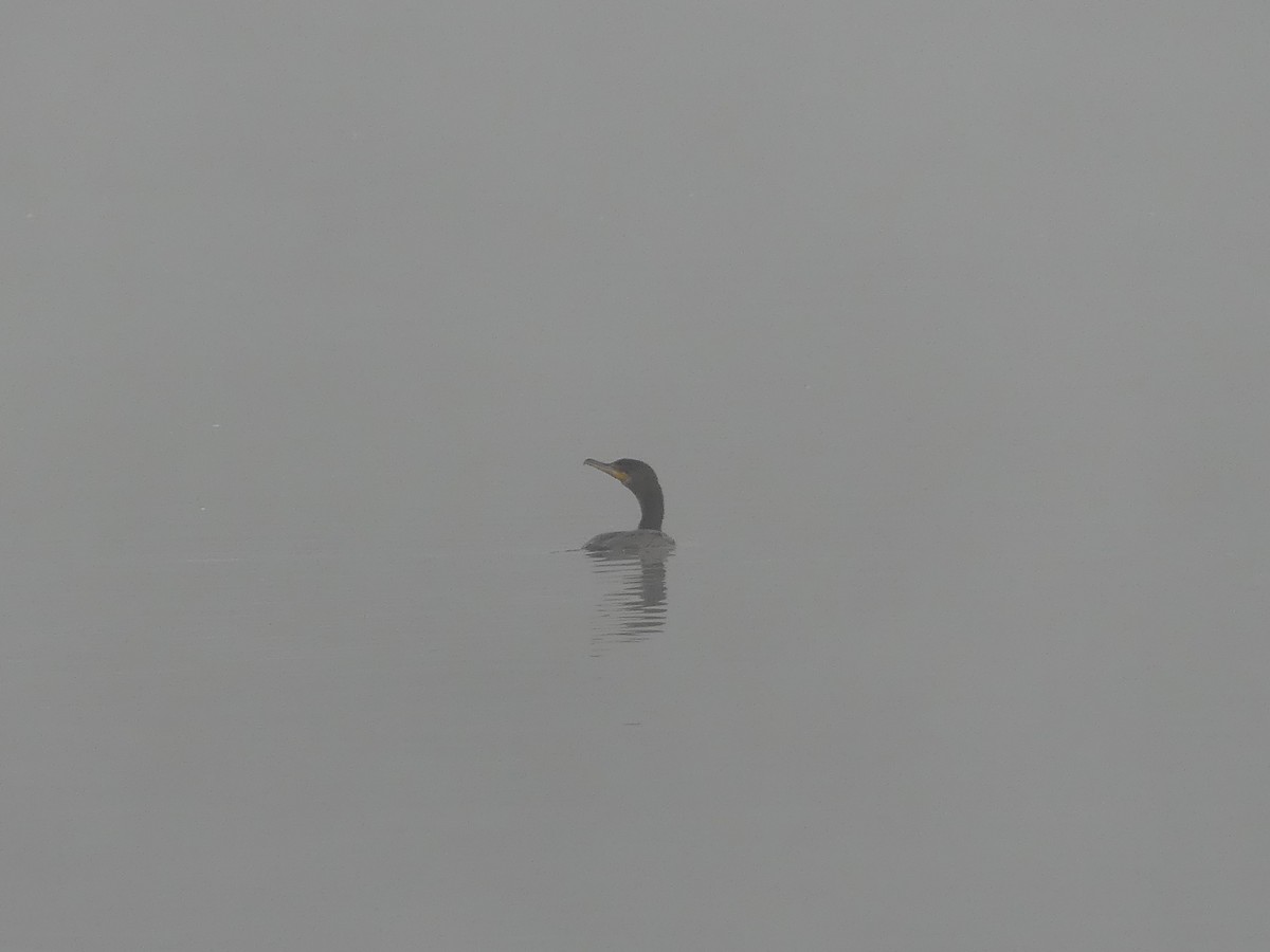 Double-crested Cormorant - ML25395991