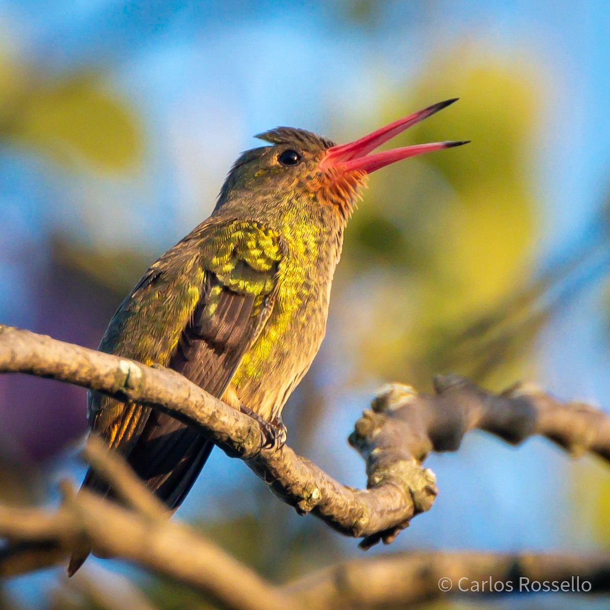 Gilded Hummingbird - Carlos Rossello