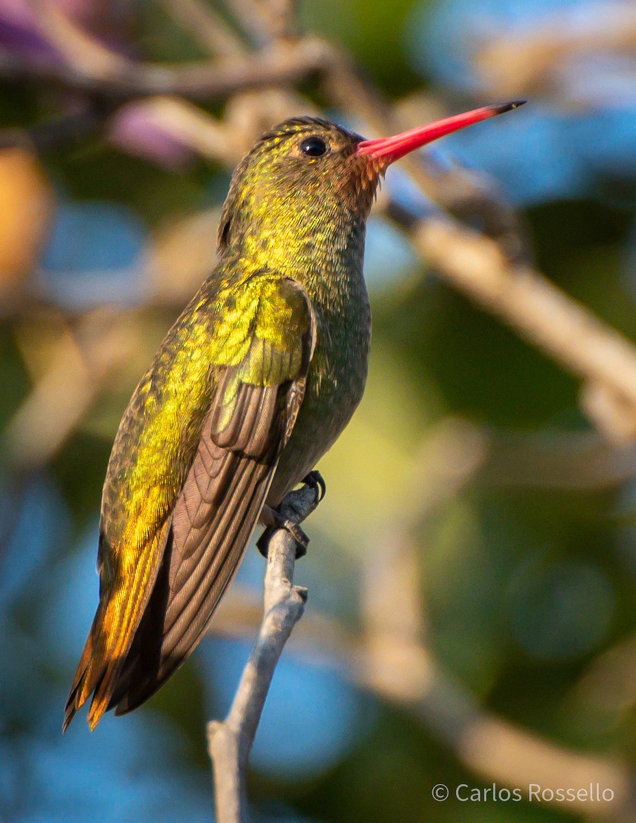 Gilded Hummingbird - ML253962151