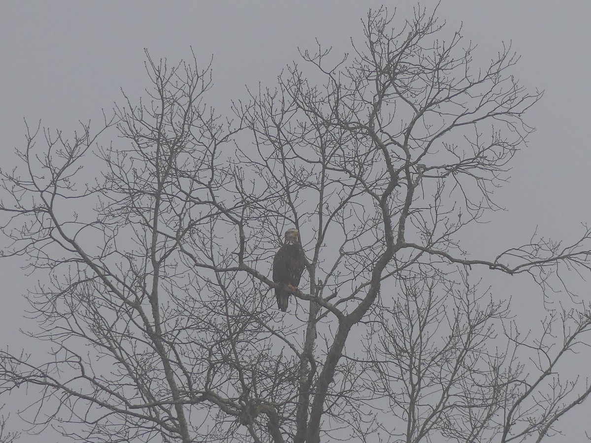 Bald Eagle - ML25396441