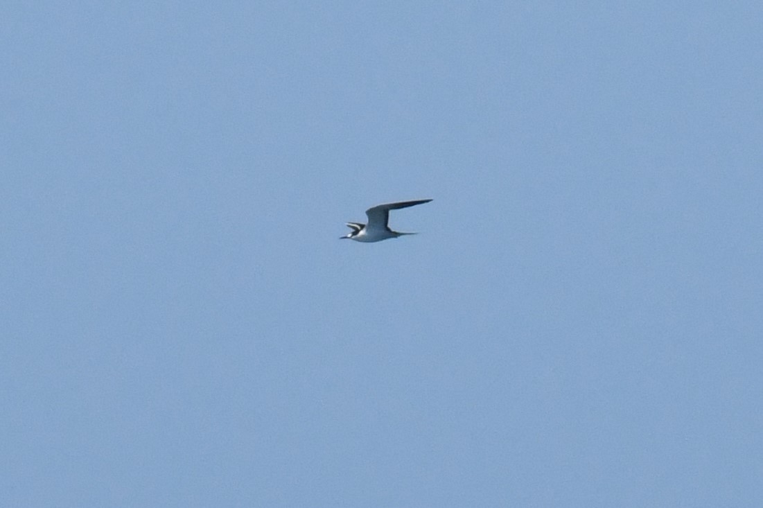 Sooty Tern - Ted Bradford