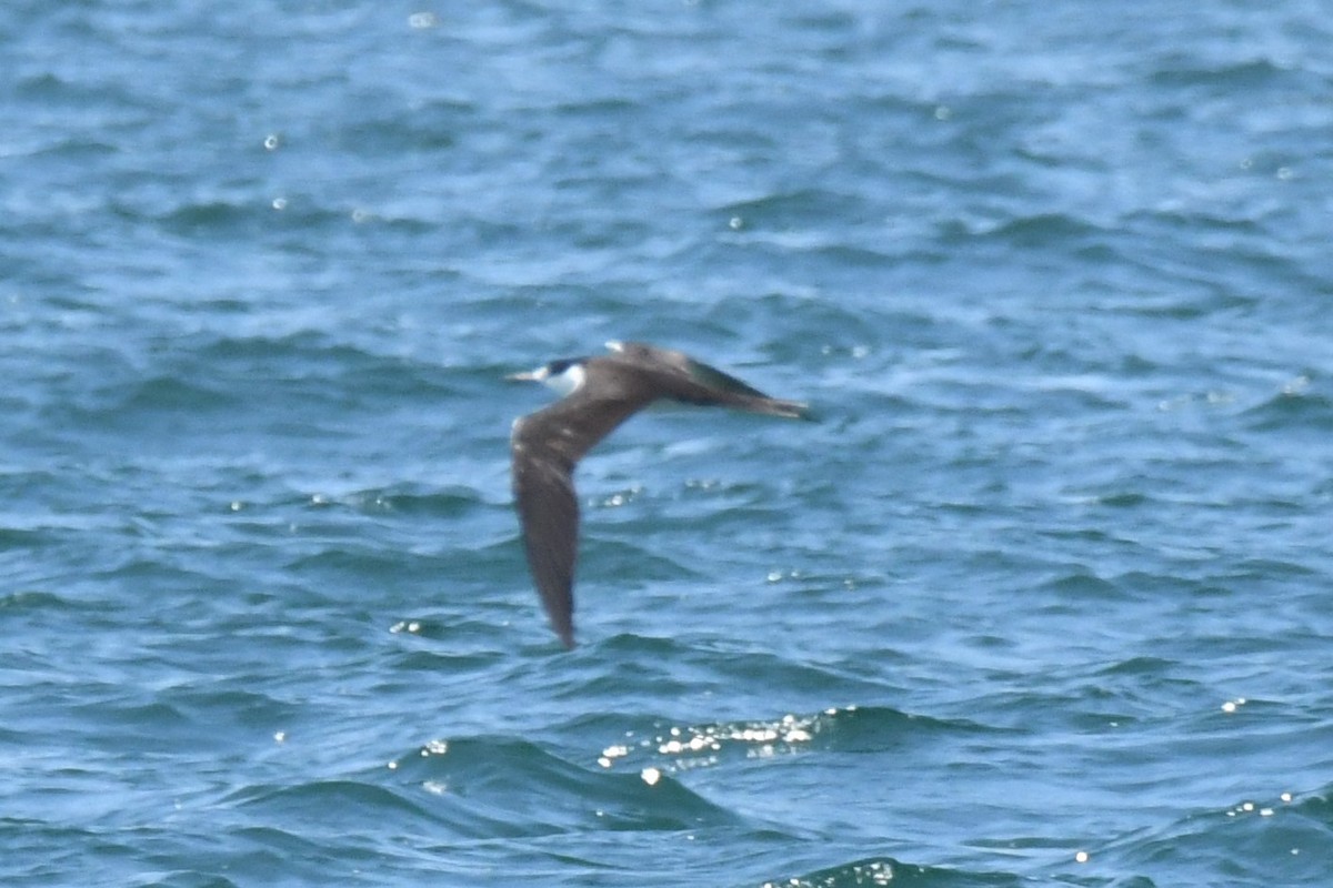 Sooty Tern - ML253964891