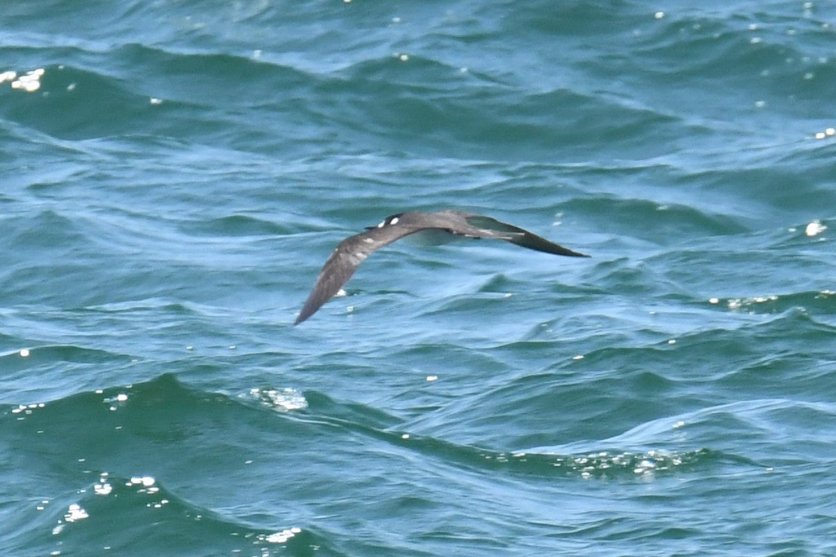 Sooty Tern - ML253964901