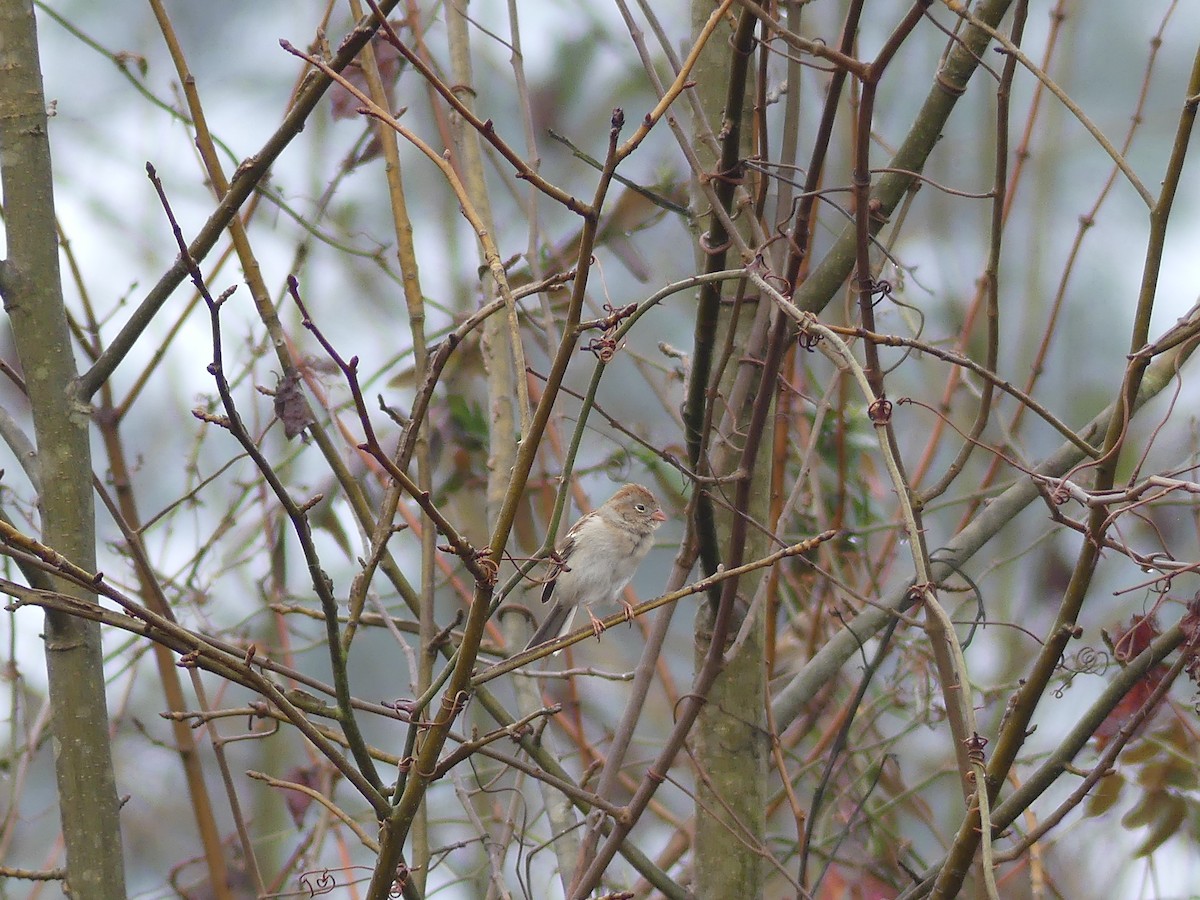 Field Sparrow - ML25396511