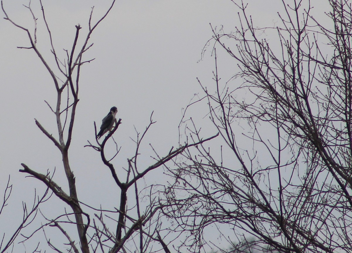 Peregrine Falcon - Daniel S.