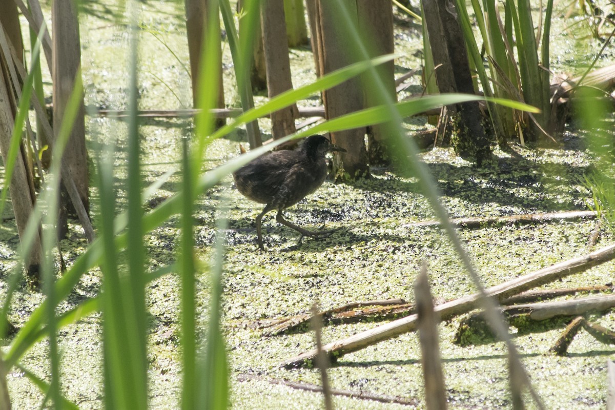 Virginia Rail - ML253966181