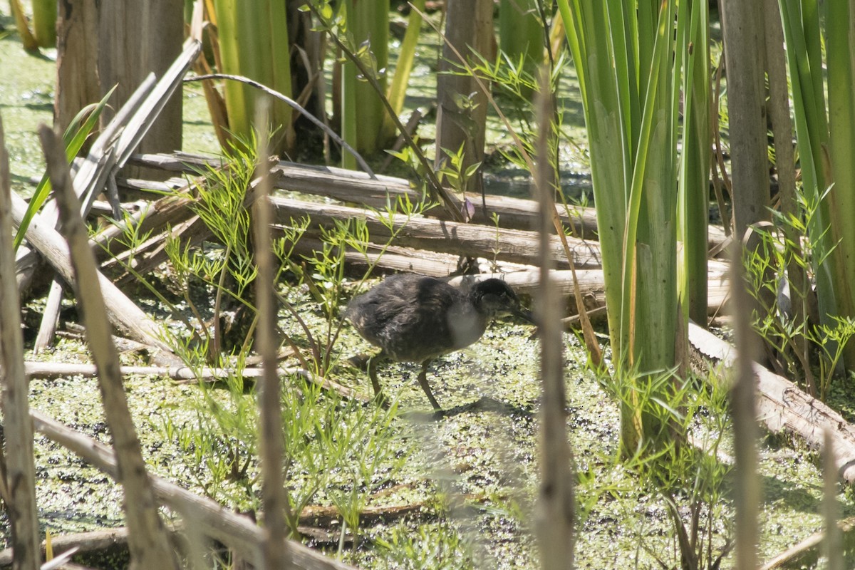 Virginia Rail - ML253966201