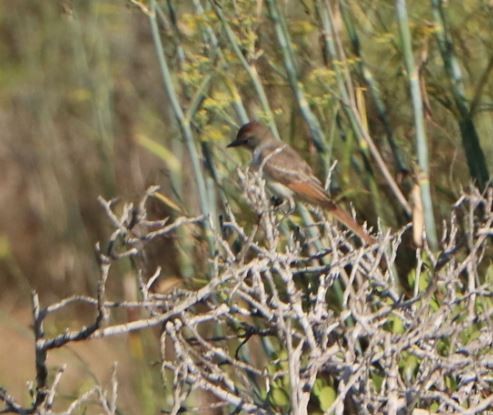 Ash-throated Flycatcher - ML253966271