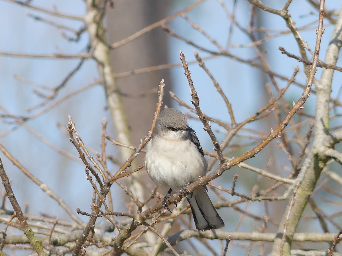 Northern Mockingbird - ML25396741