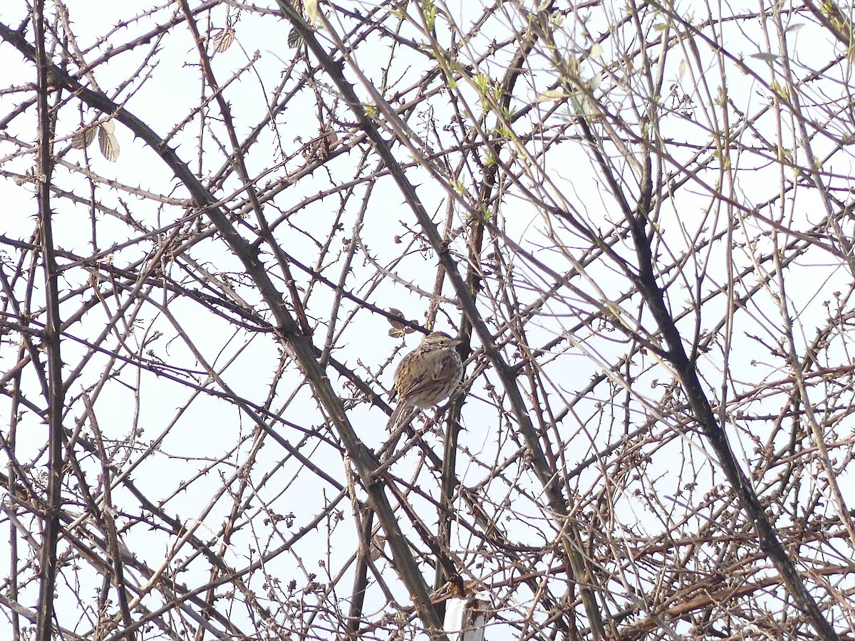 Savannah Sparrow - ML25396881