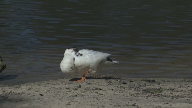 Mallard (Domestic type) - ML253968921