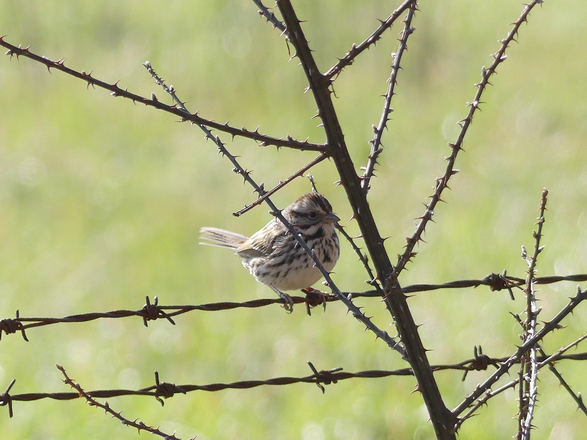 Song Sparrow - ML25396921
