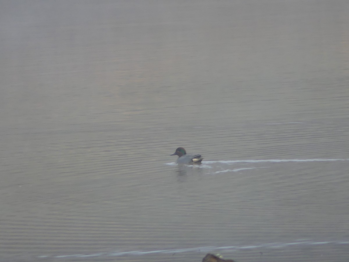 Green-winged Teal - ML25397001