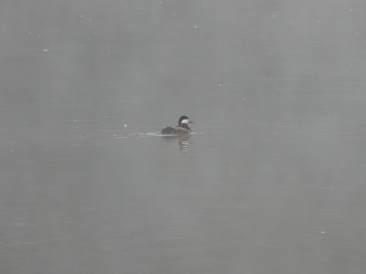 Ruddy Duck - ML25397021