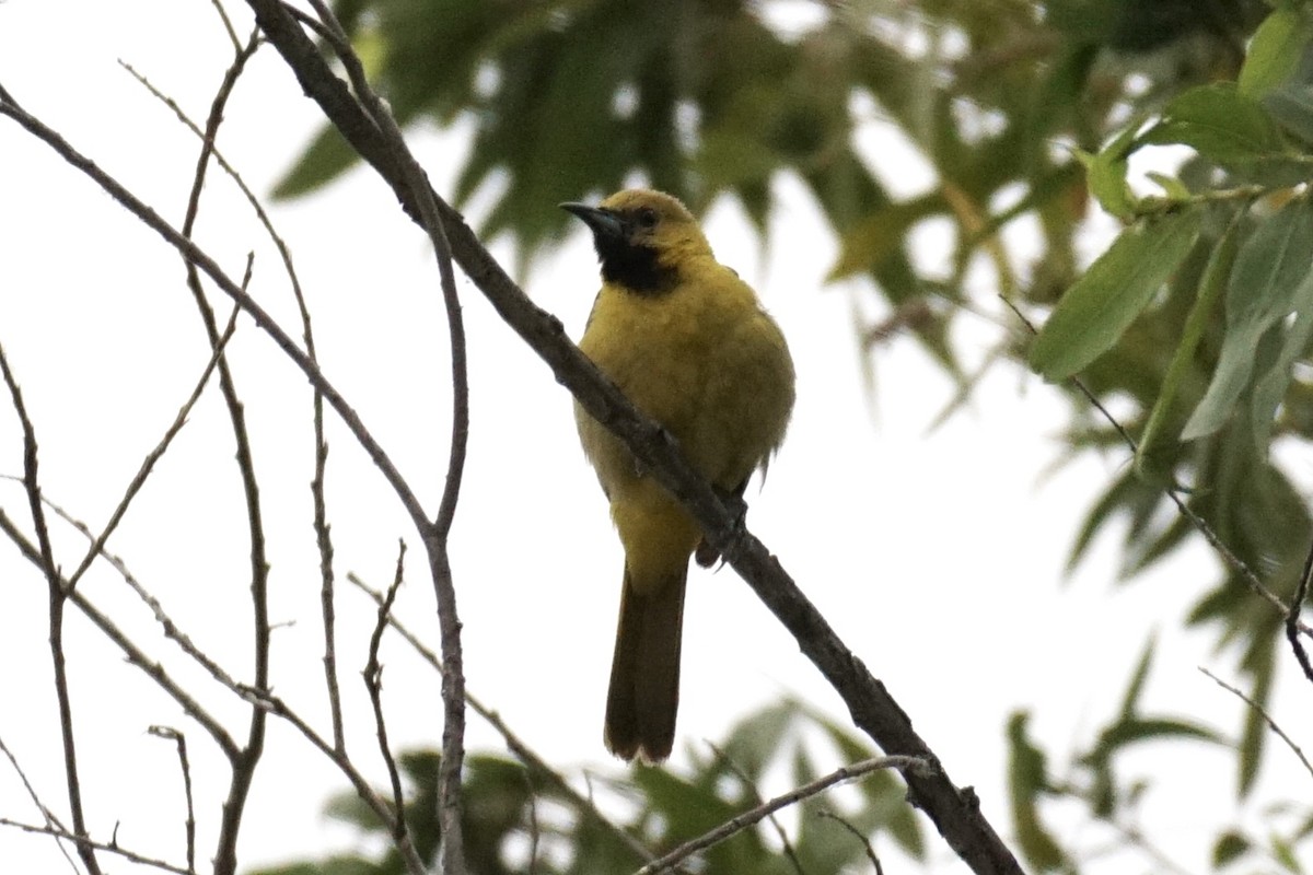 Hooded Oriole - ML253970741