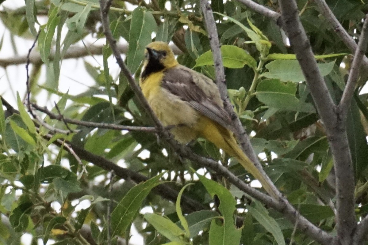 Hooded Oriole - ML253970751