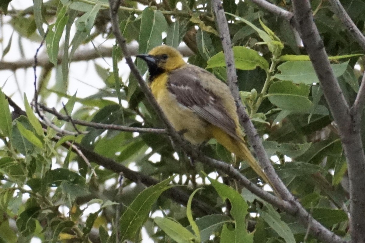 Hooded Oriole - ML253970761