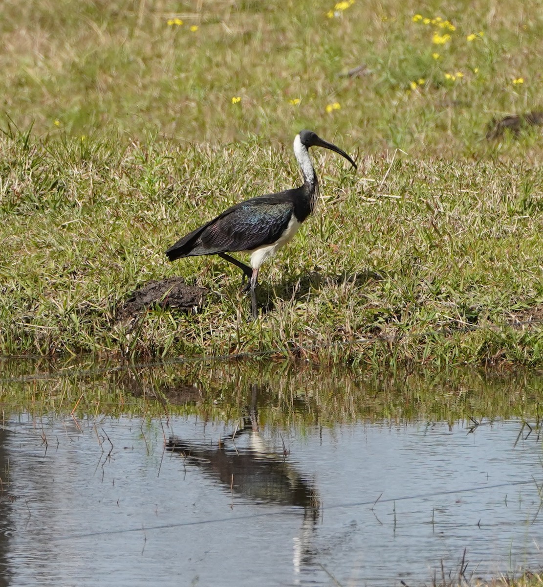 Straw-necked Ibis - ML253970981