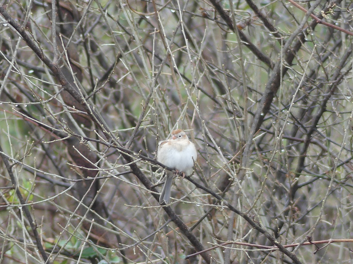 Field Sparrow - ML25397121
