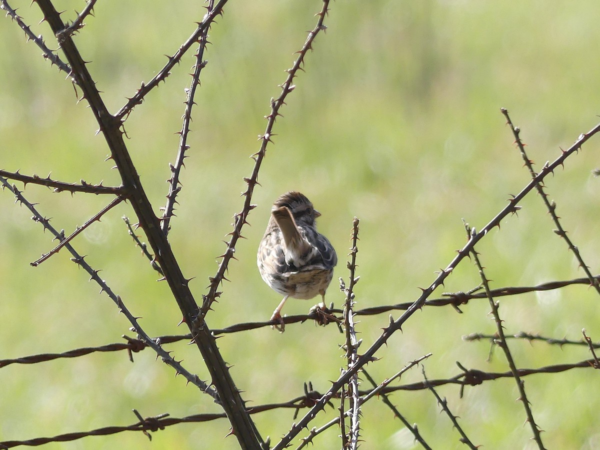 Song Sparrow - ML25397191