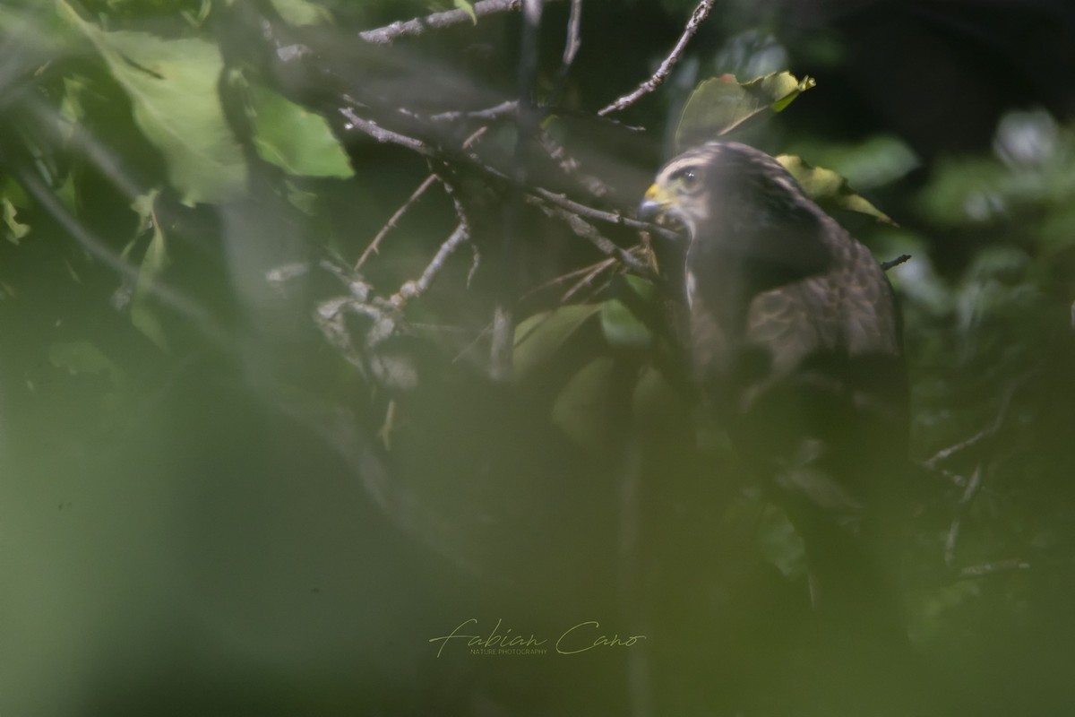 Bicolored Hawk - Fabian Cano IG @birdink.travel