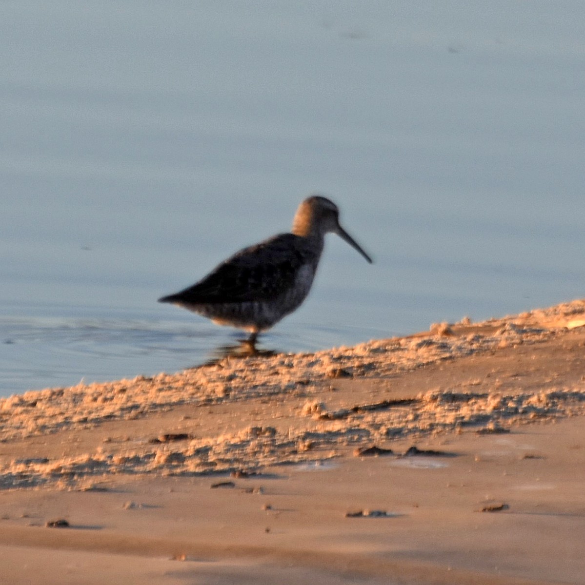 Stilt Sandpiper - Kevinn Fung