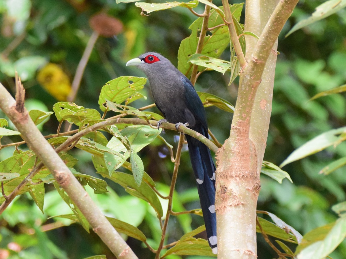 Black-bellied Malkoha - ML253974211