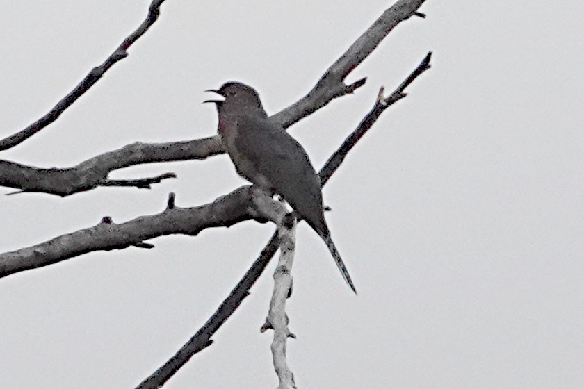 Fan-tailed Cuckoo - ML253974311