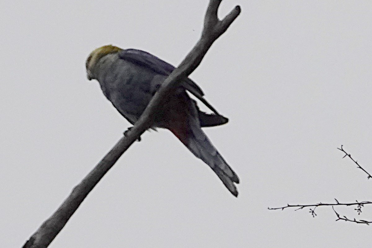 Pale-headed Rosella - ML253974321