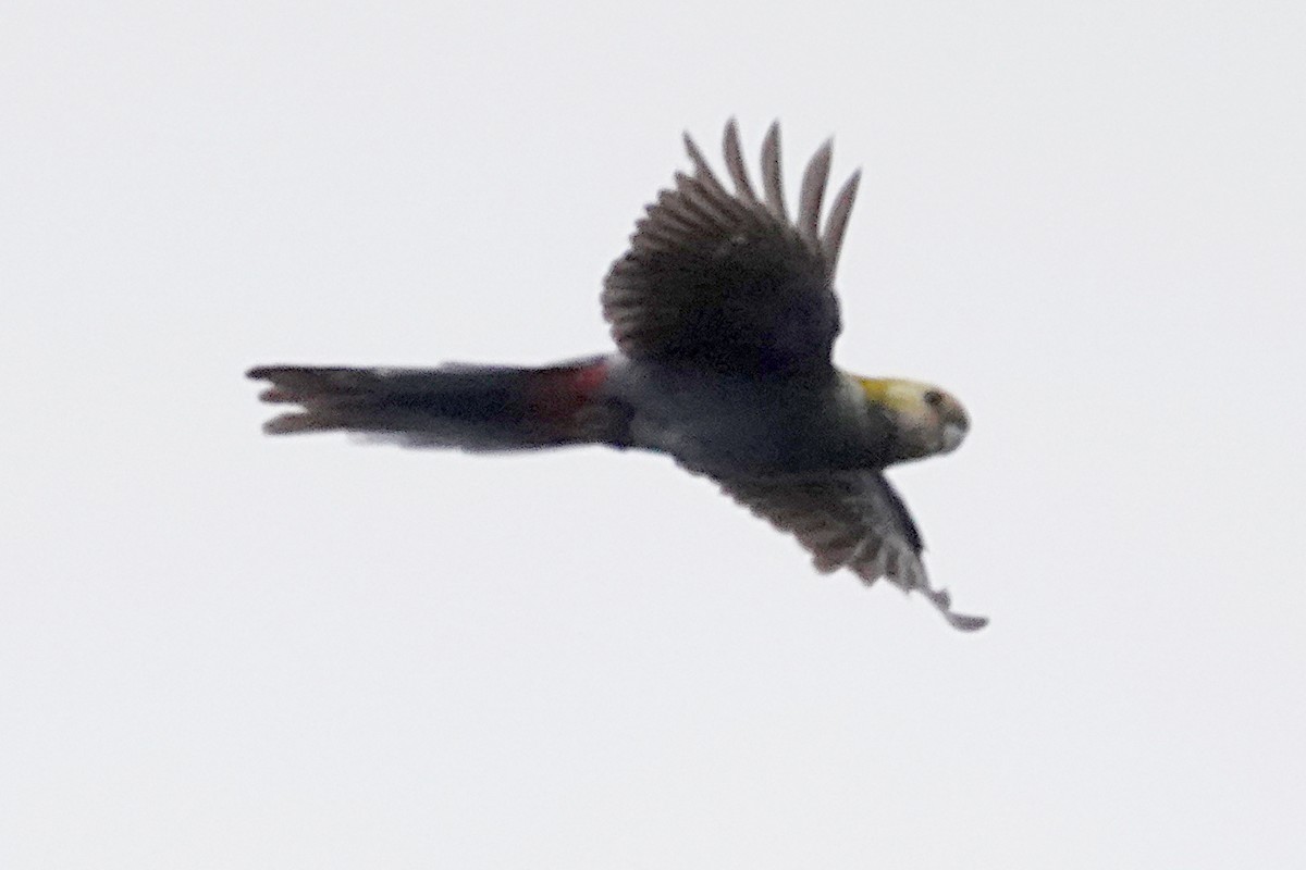 Pale-headed Rosella - ML253974331