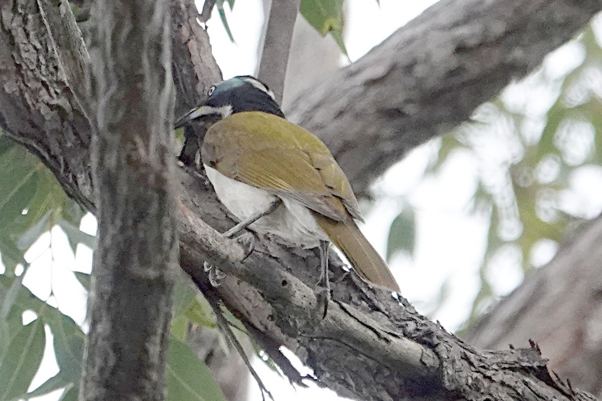 Blue-faced Honeyeater (Blue-faced) - ML253974371