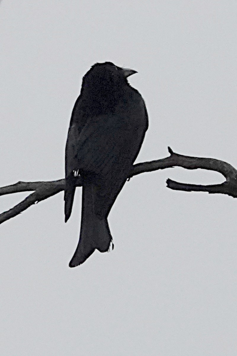 Spangled Drongo - ML253974421