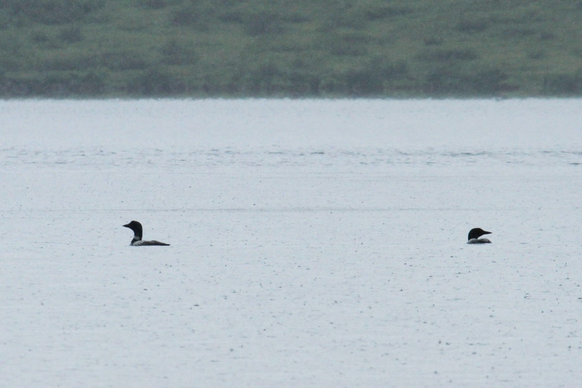 Common Loon - Olivier Laporte