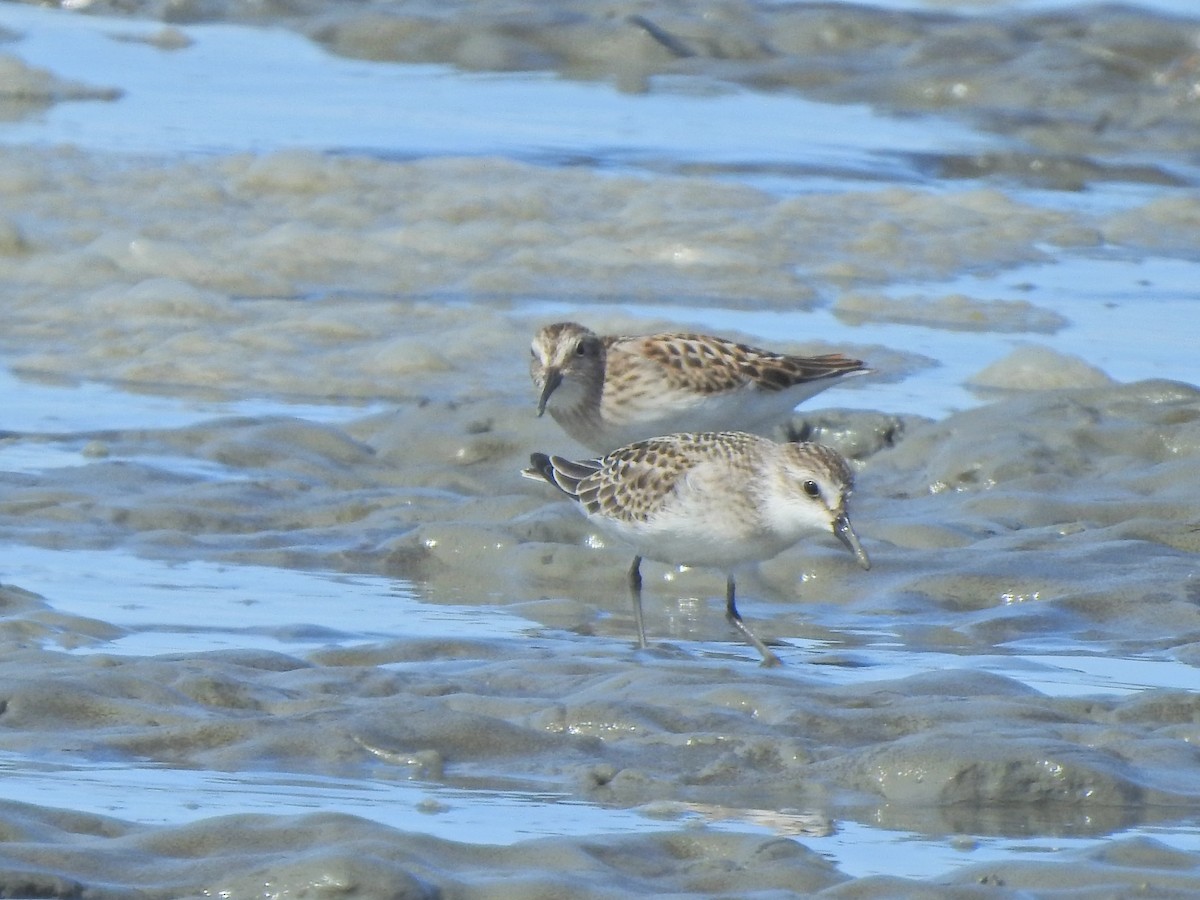 Semipalmated Sandpiper - Laura Burke