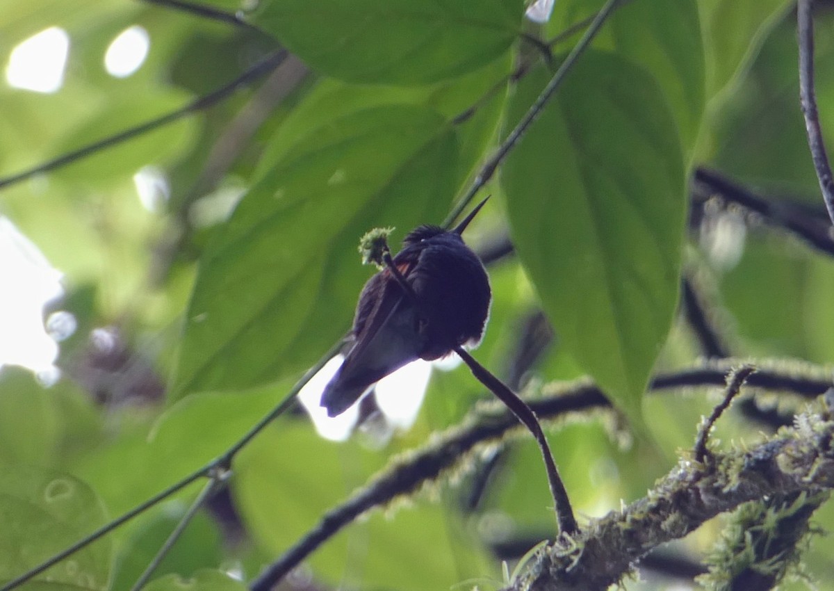 Colibrí Ventrinegro - ML253975741