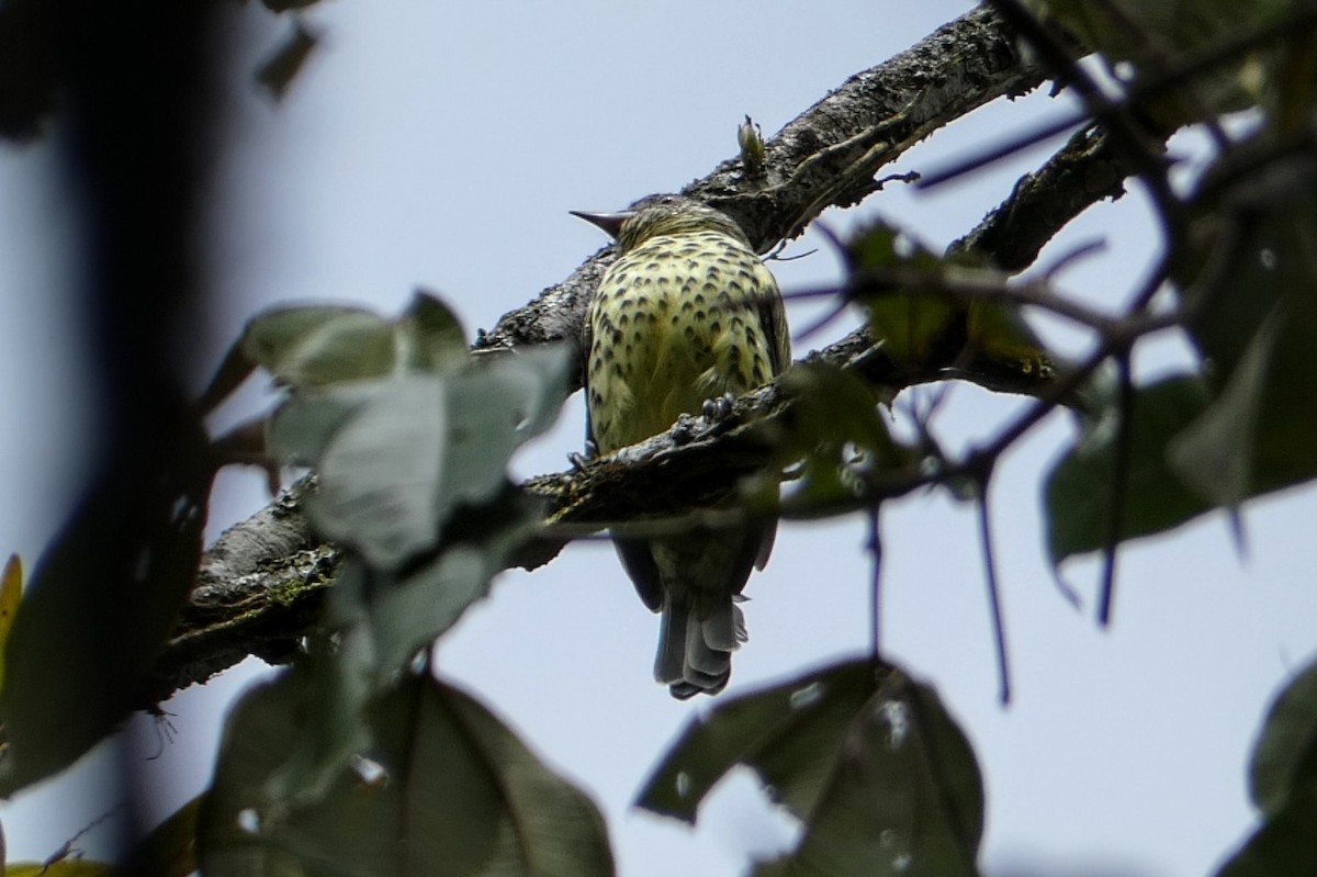 Sharpbill - Roberto  Garrigues