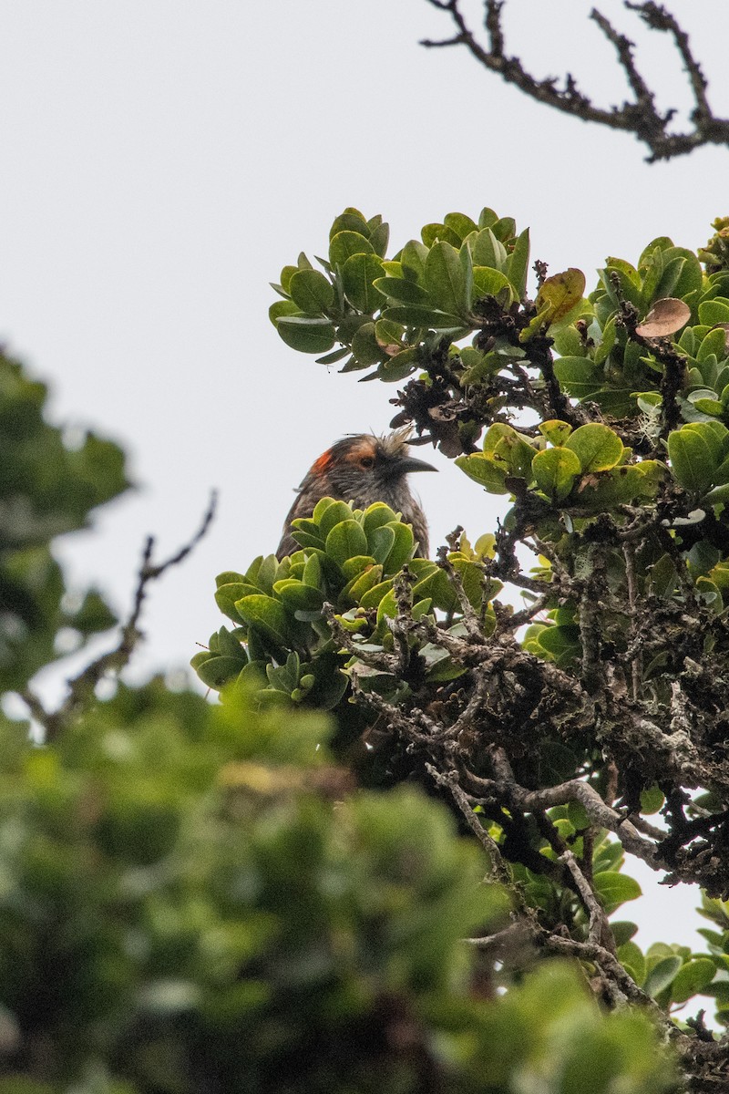 Haubenkleidervogel - ML253976451