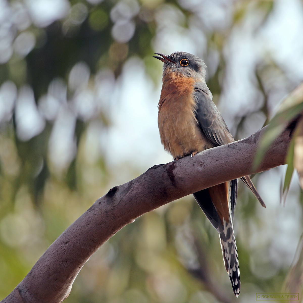 Fan-tailed Cuckoo - ML253976761