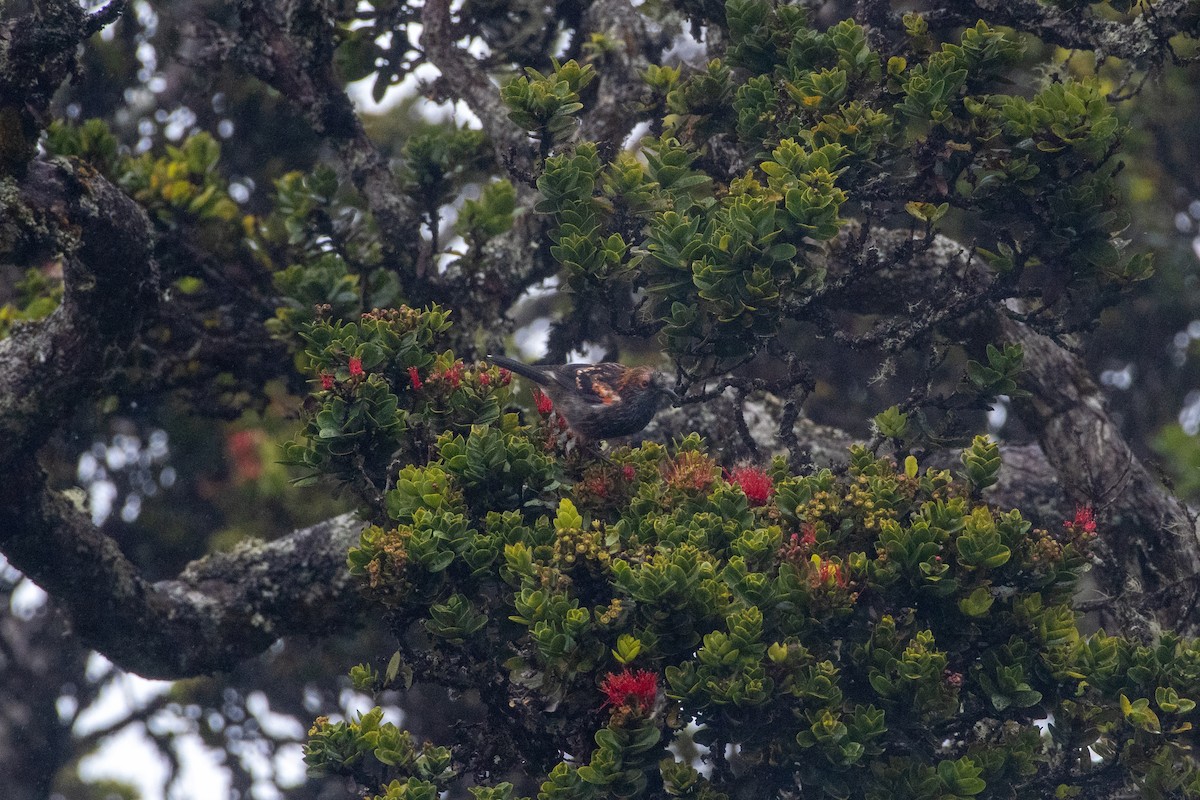 Haubenkleidervogel - ML253976821