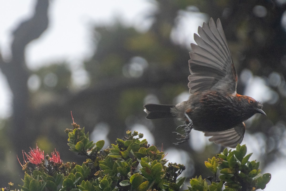 Haubenkleidervogel - ML253976831