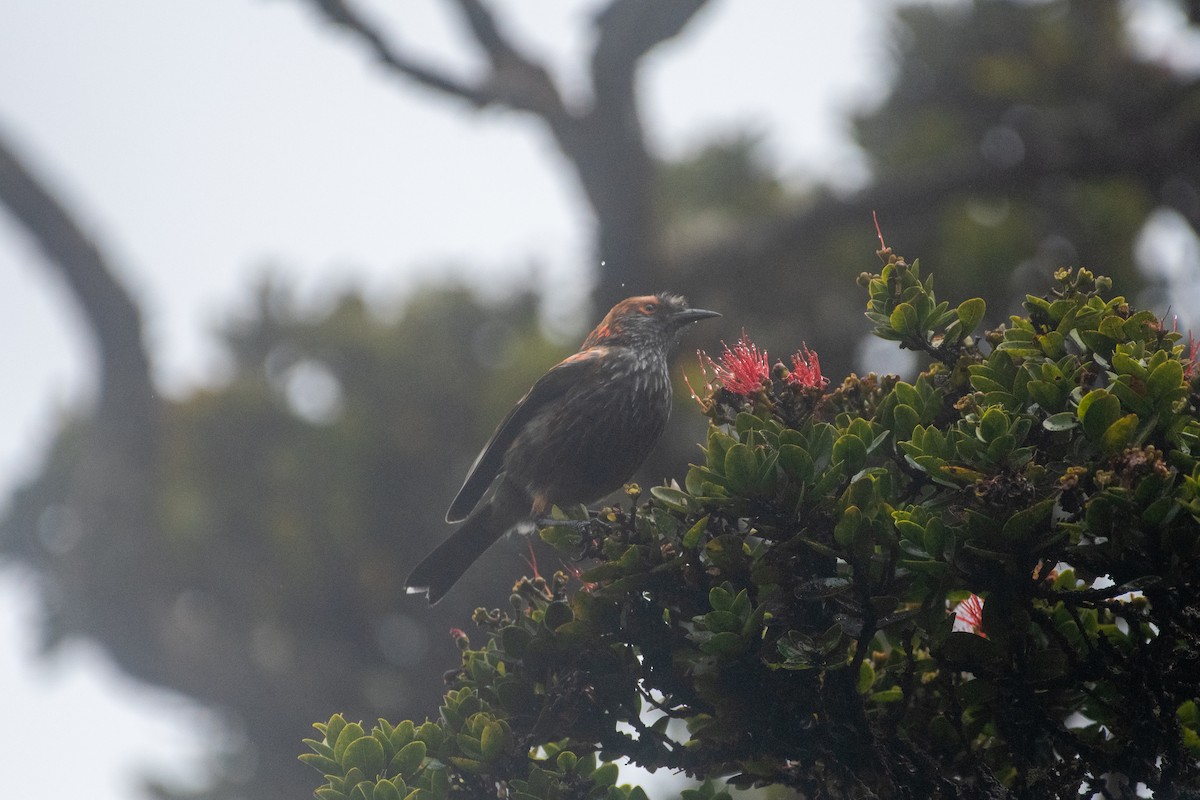 Haubenkleidervogel - ML253976841