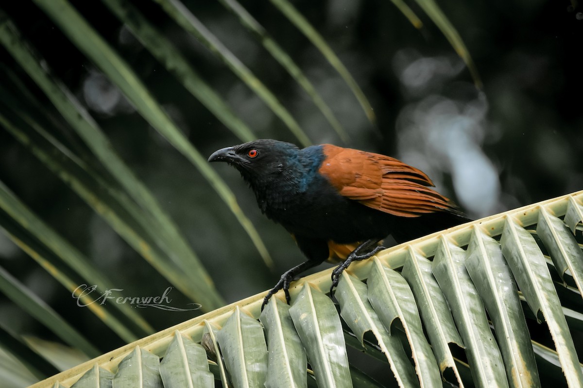 Greater Coucal - ML253976911