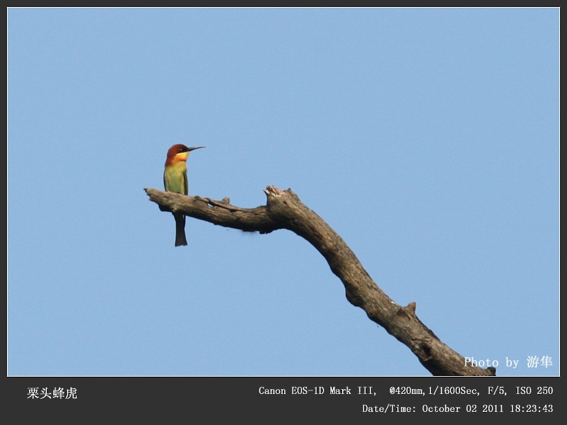 Chestnut-headed Bee-eater - ML253977571