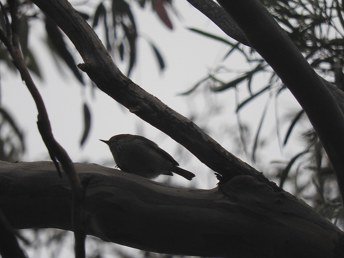 Brown Thornbill - ML253980251