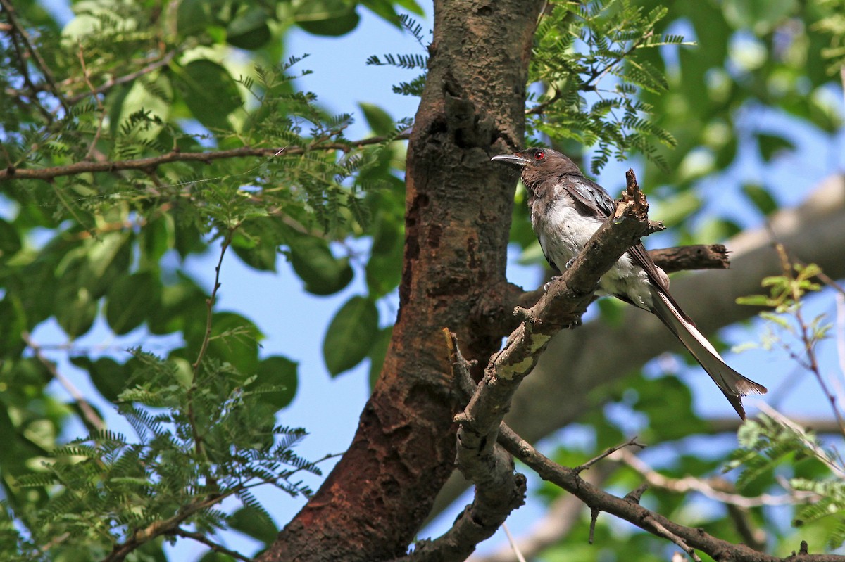 White-bellied Drongo - ML253980901