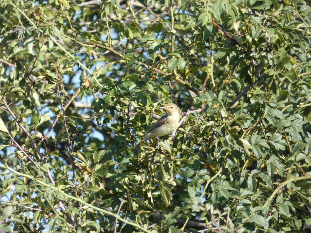 Melodious Warbler - ML253982741