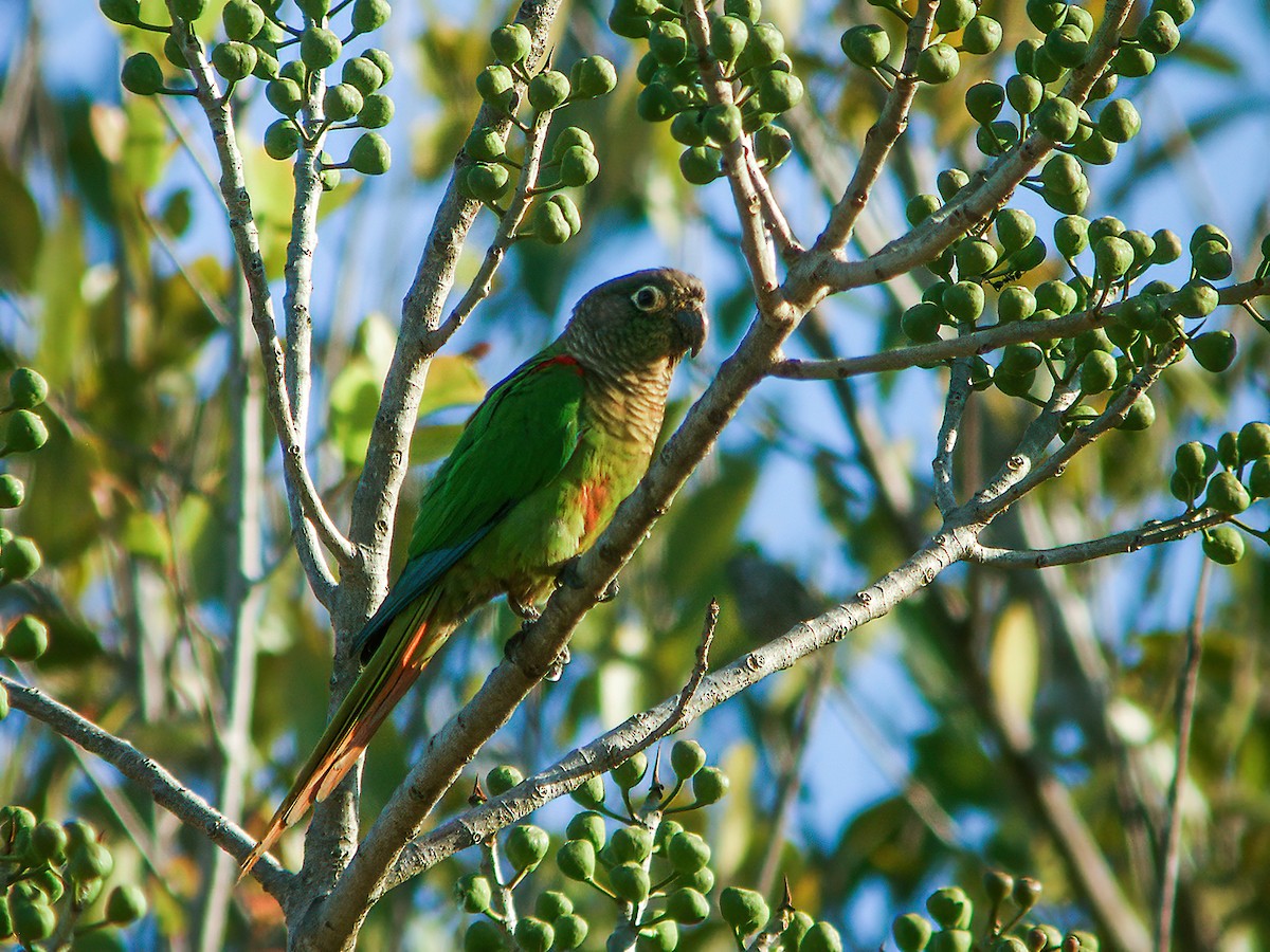 Blaze-winged Parakeet - ML253983761