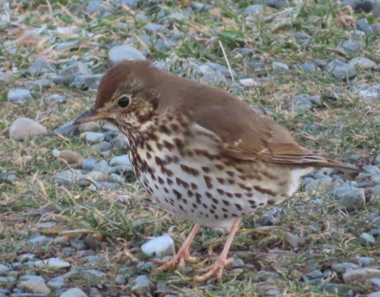 Song Thrush - ML253984001