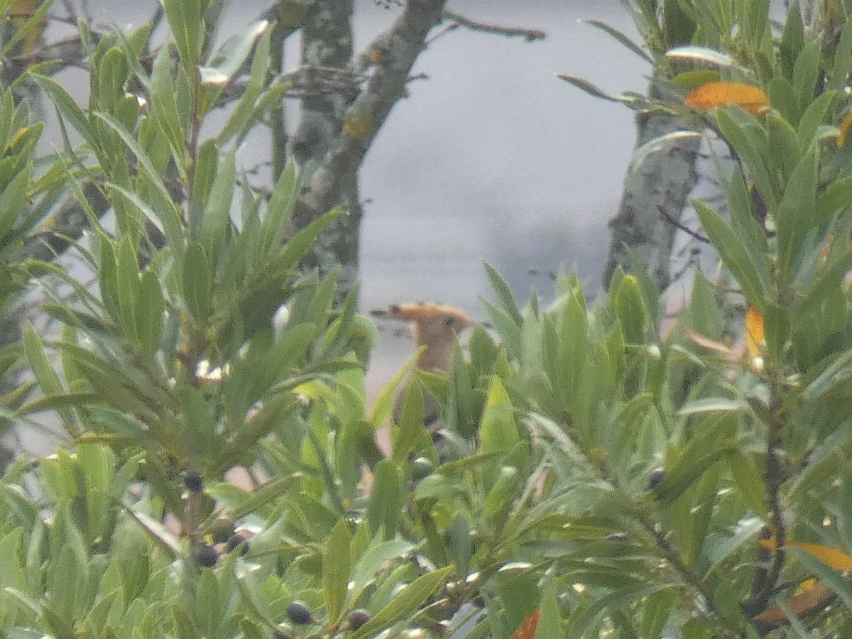 Eurasian Hoopoe - ML253985821